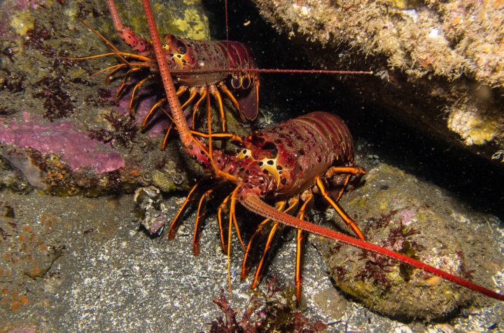 two red orange lobsters with long antennae navigate underwater