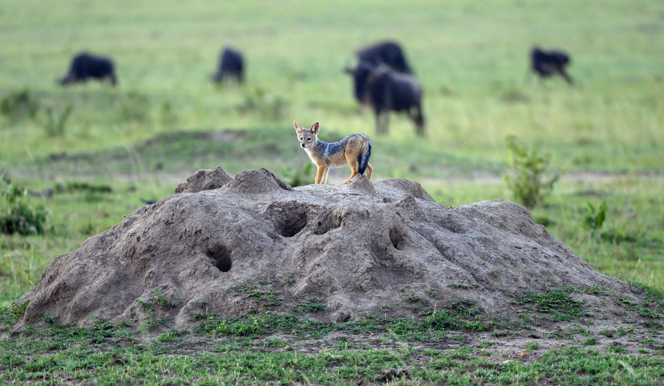 a small canine climbs on a mound resembling a dirt pile that is actually a termite mound with wild animals in the background