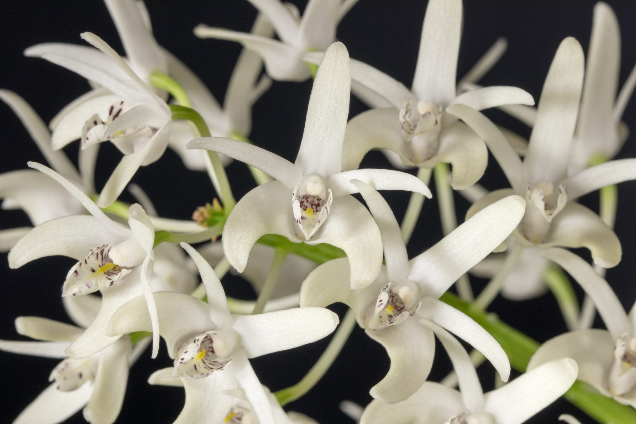 many small five-petaled white orchids fill the frame with delicate burgundy spotted and yellow centers
