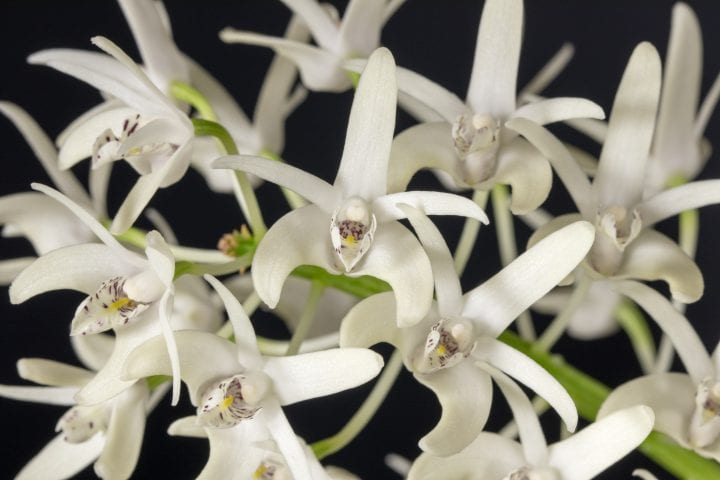 many small five-petaled white orchids fill the frame with delicate burgundy spotted and yellow centers