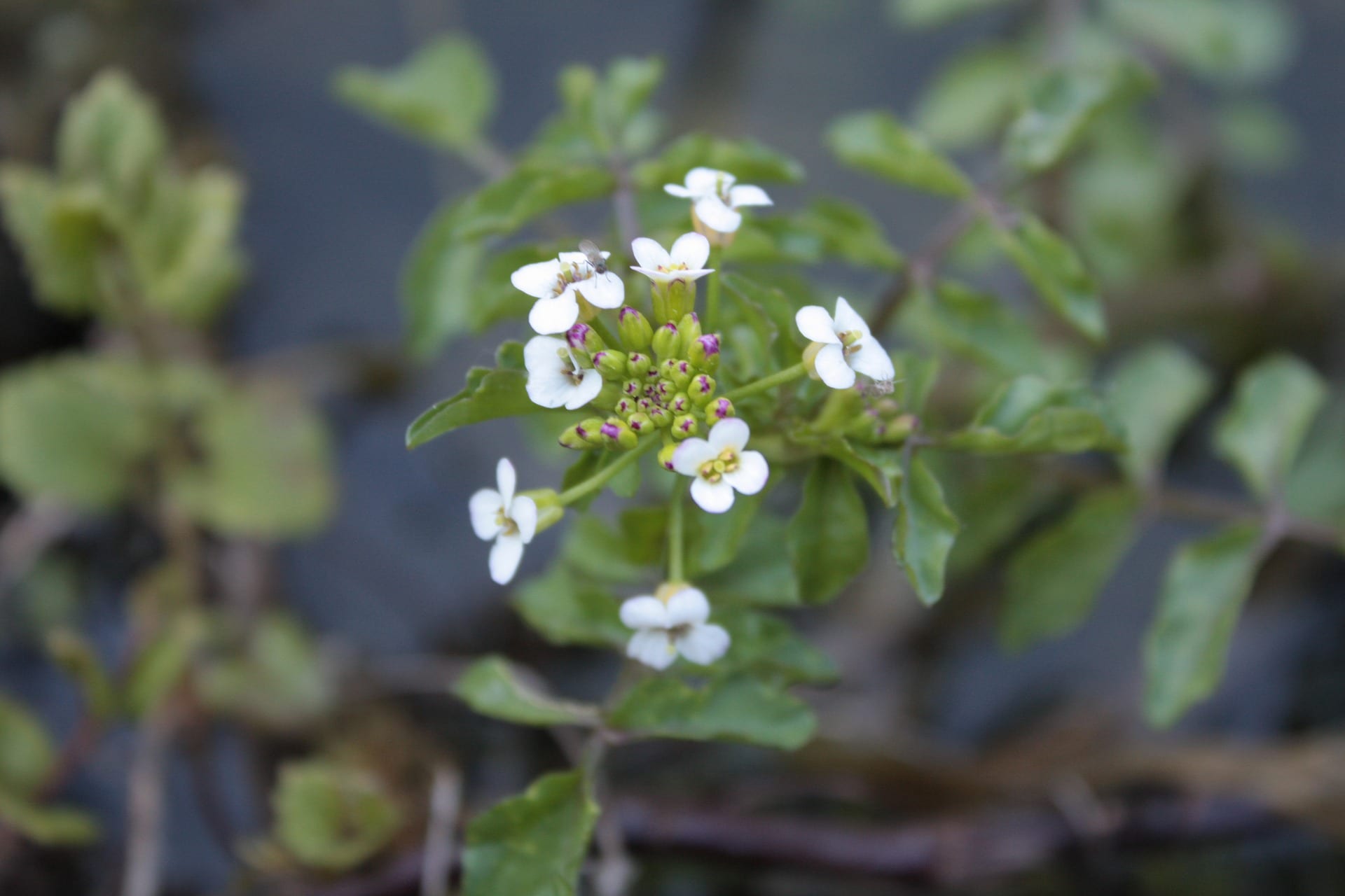 Watercress flowers