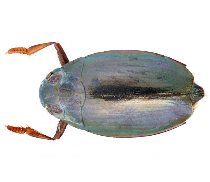 a skiny beetle with prominent front legs against a white background