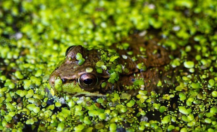 a brown and black frog with gold eyes peek out from under algae in a pond