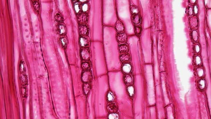 pink microscopic image of plant cells with against white background