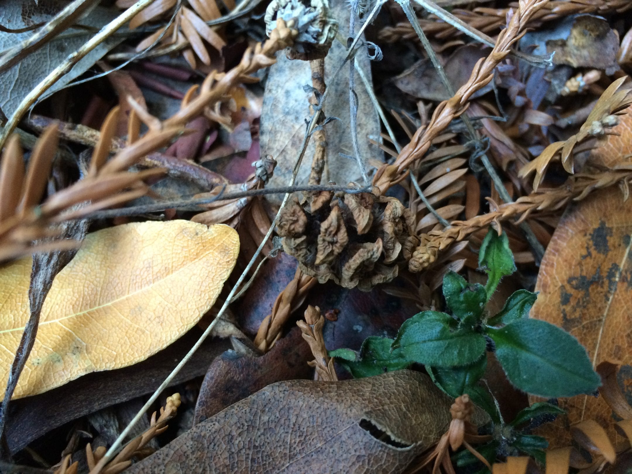 Close-up of area being observed