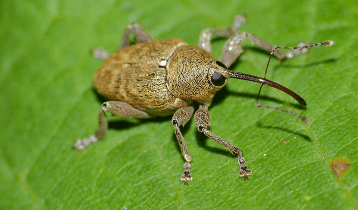 brown beetle on green leaf