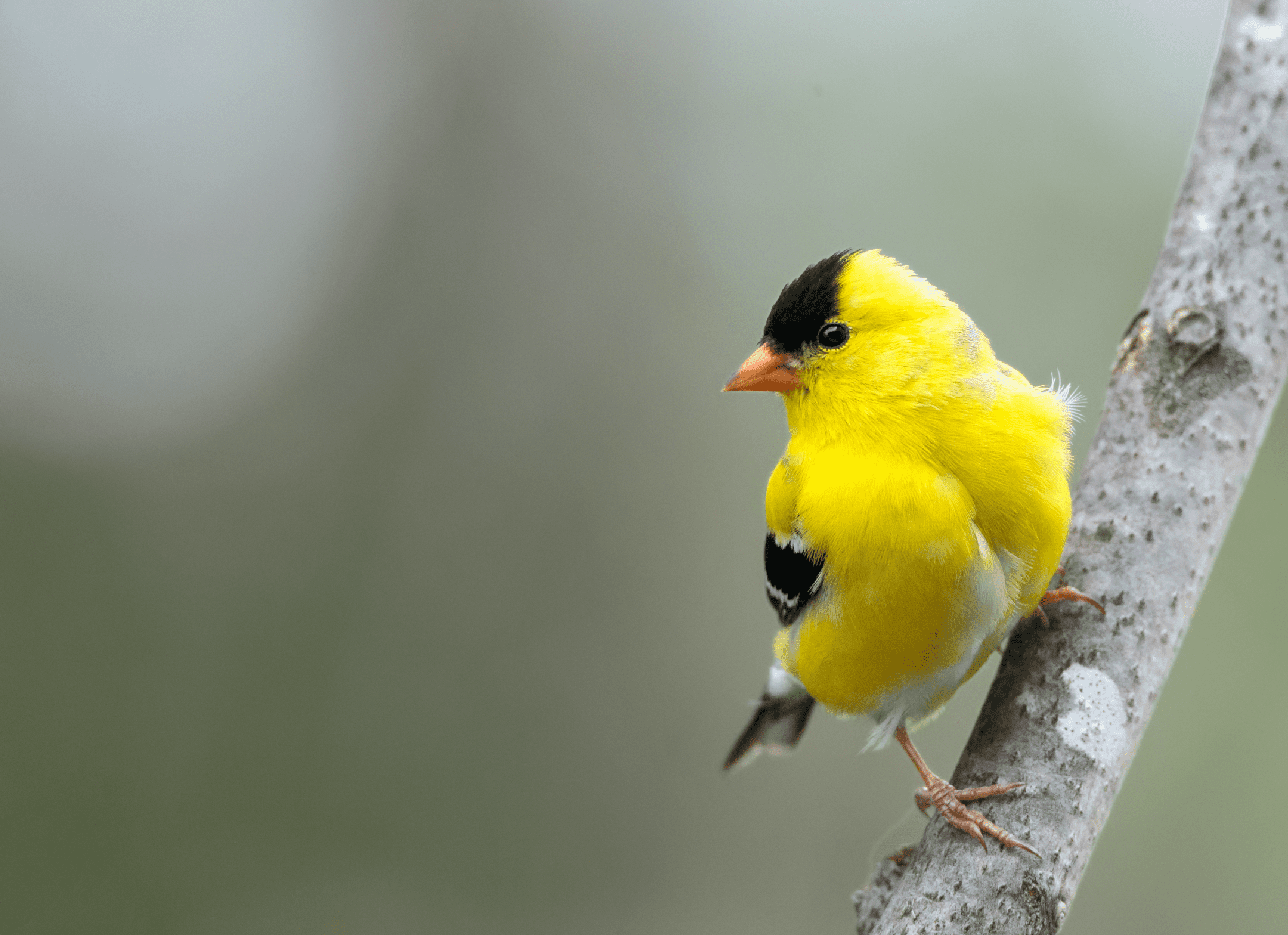 yellow, black and white bird perched on a tree