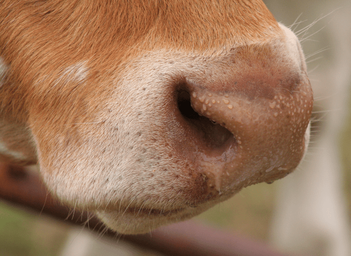 close up photograph of a white and light brown cow nose