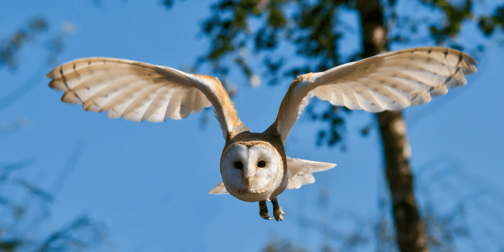white and brown owl flying during daytime