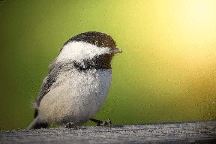 white and black bird on brown tree branch