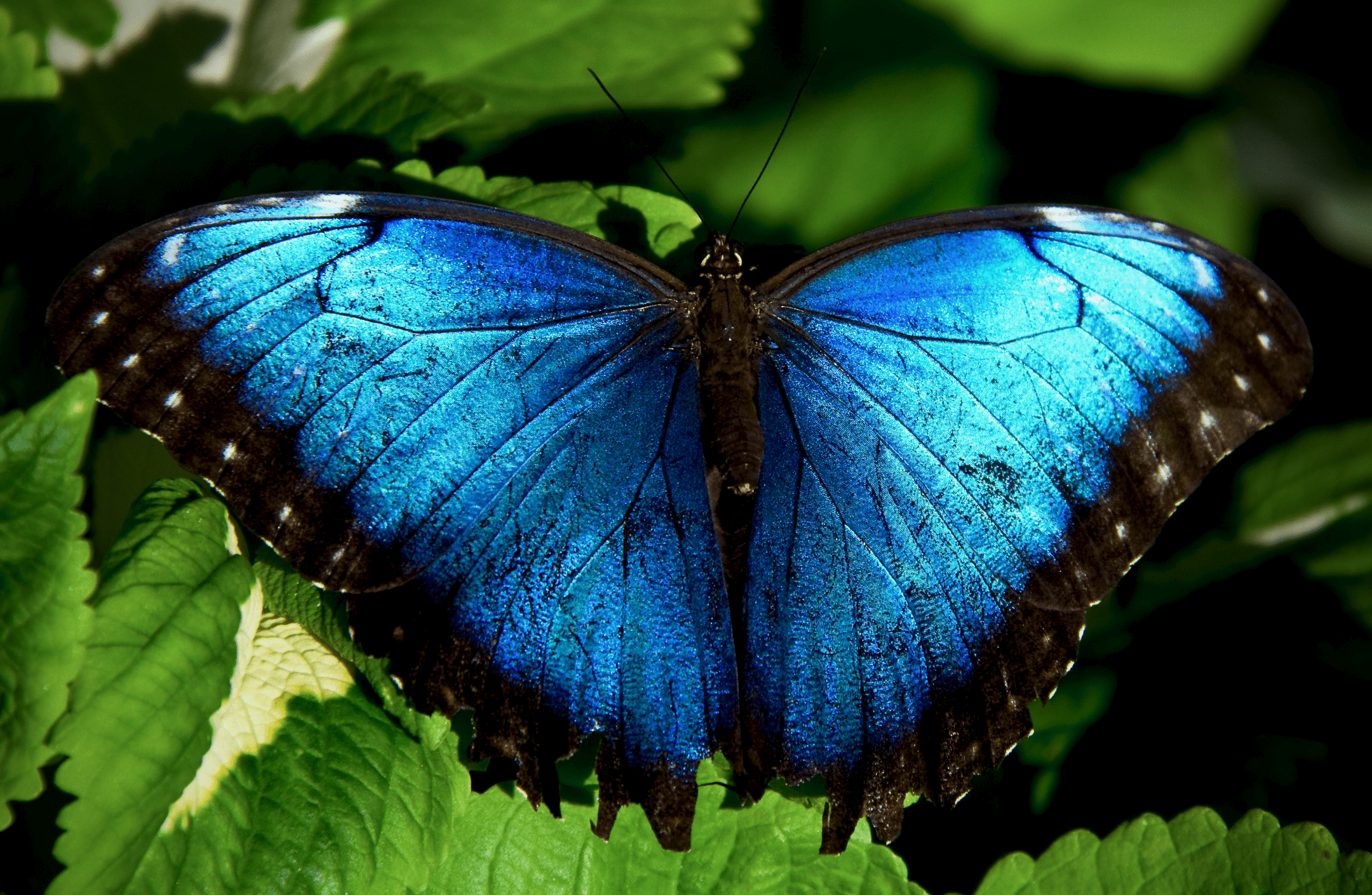 blue and black butterfly on green leaf
