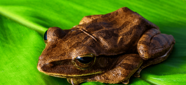 Brown spotted frog on green leaf