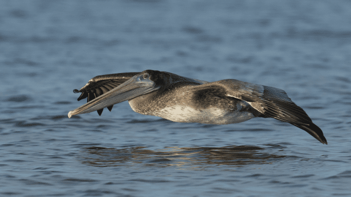 a large bird with light brown feathers and long beak flies right above the surface of water