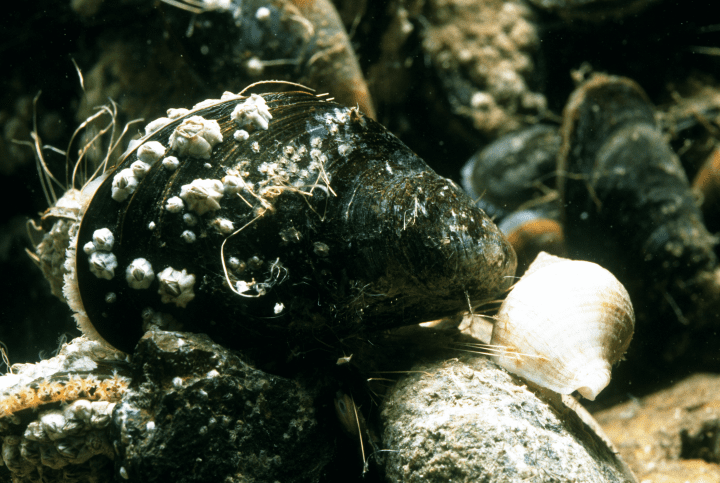 close up underwater photograph of mussel attached to a rock