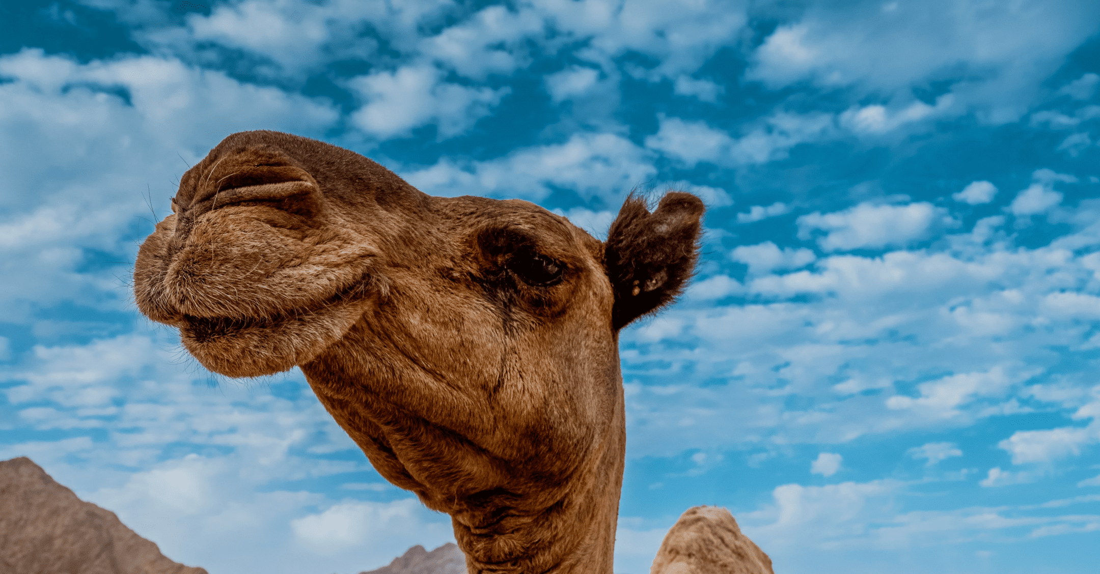 brown camel on brown sand under blue sky during the day