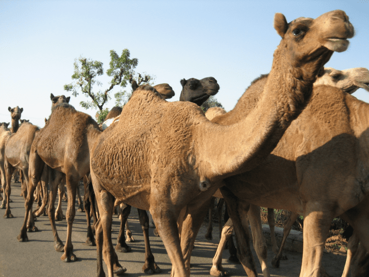 group of camels traveling down road