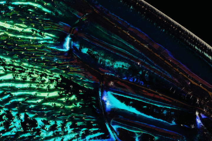 macro shot of green, blue and purple insect wing
