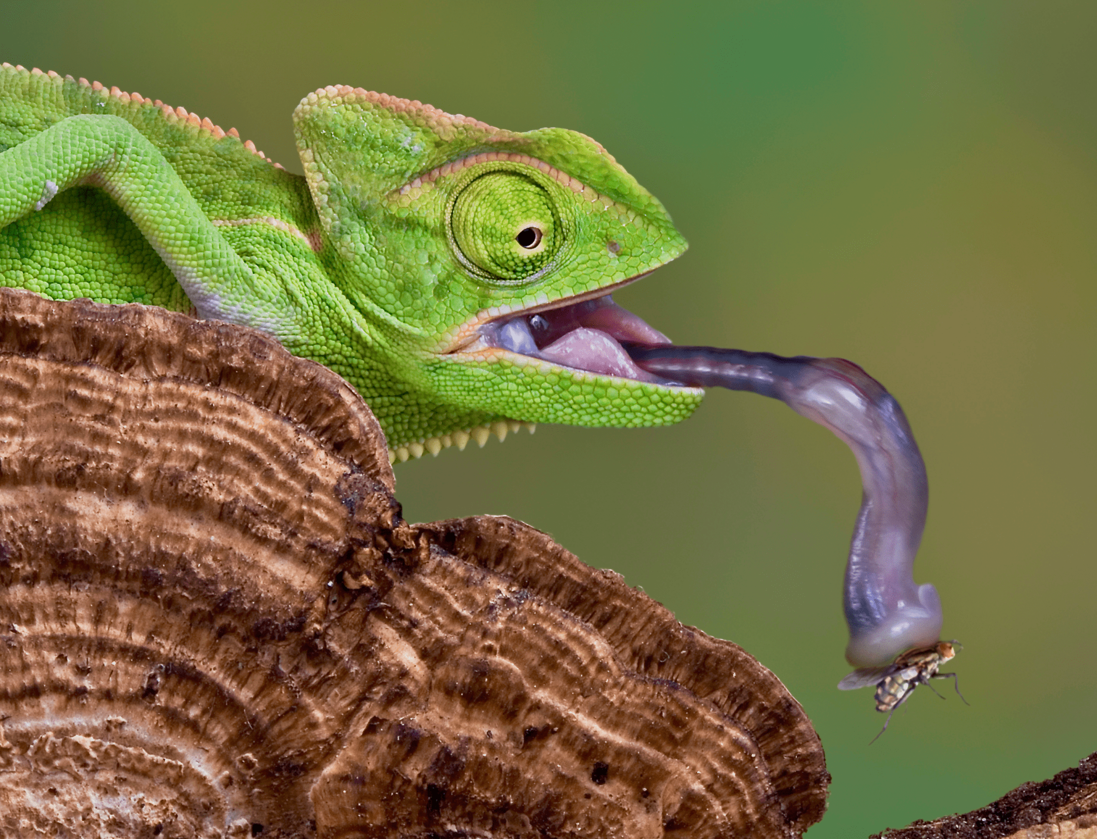 green chameleon capturing a silver fly with it's tongue on brown tree stump