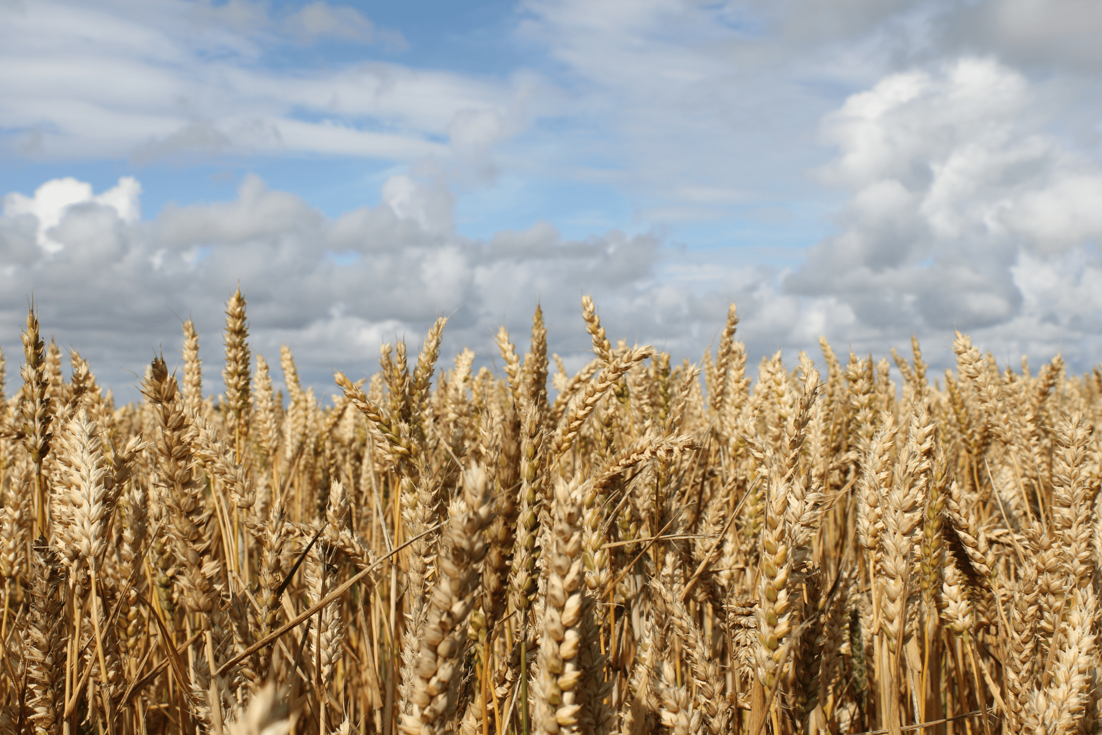 photograph of grain plants and cloudy sky during day