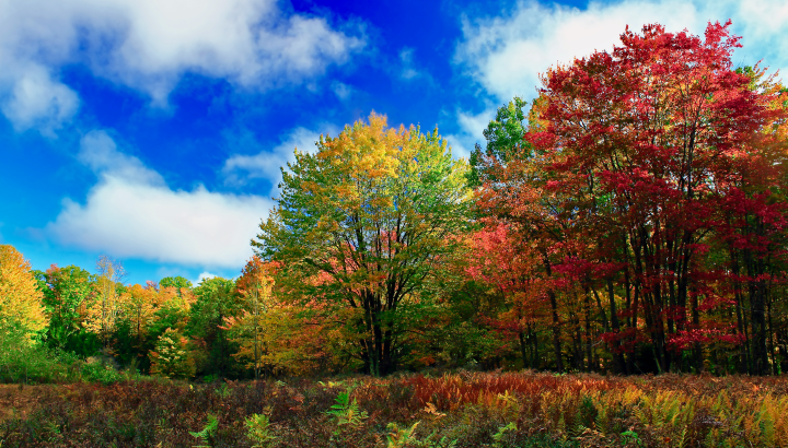 red, orange, yellow and green trees against a blue sky and white clouds