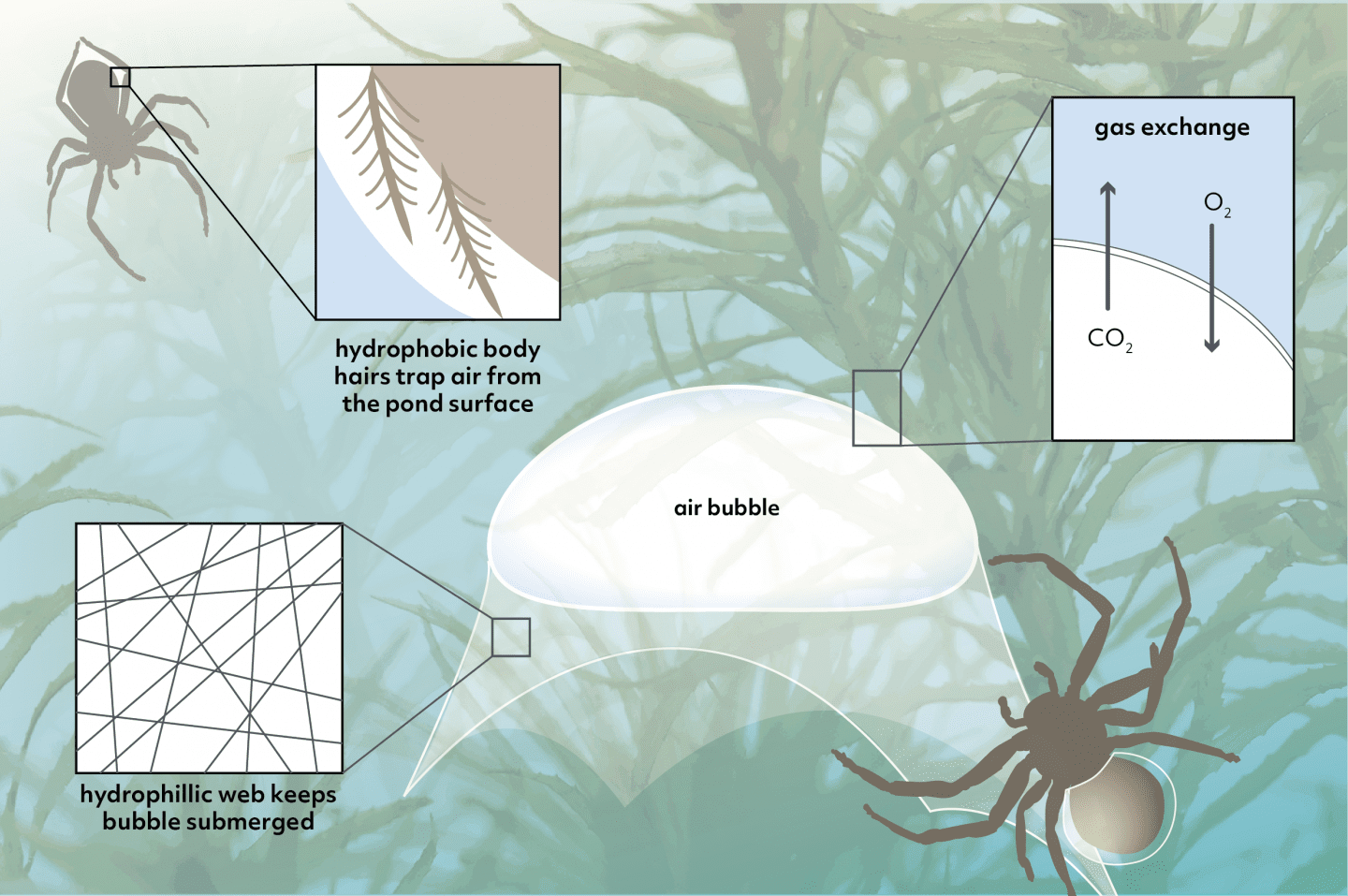 Diagram shows spider getting bubble and bringing it under web