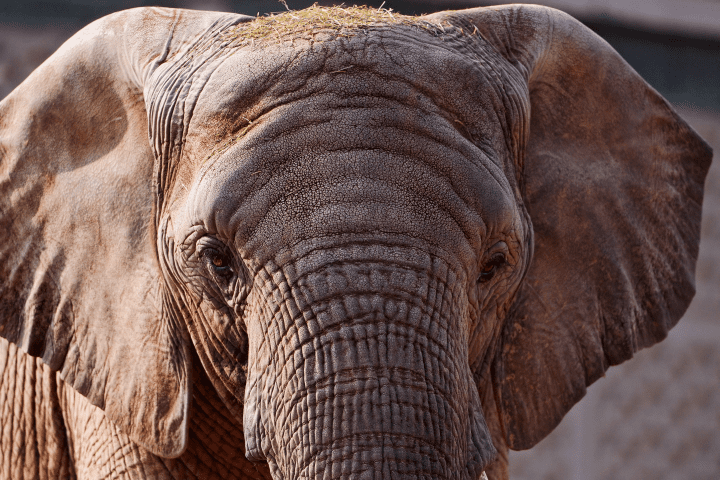 close up photograph of brown elephant