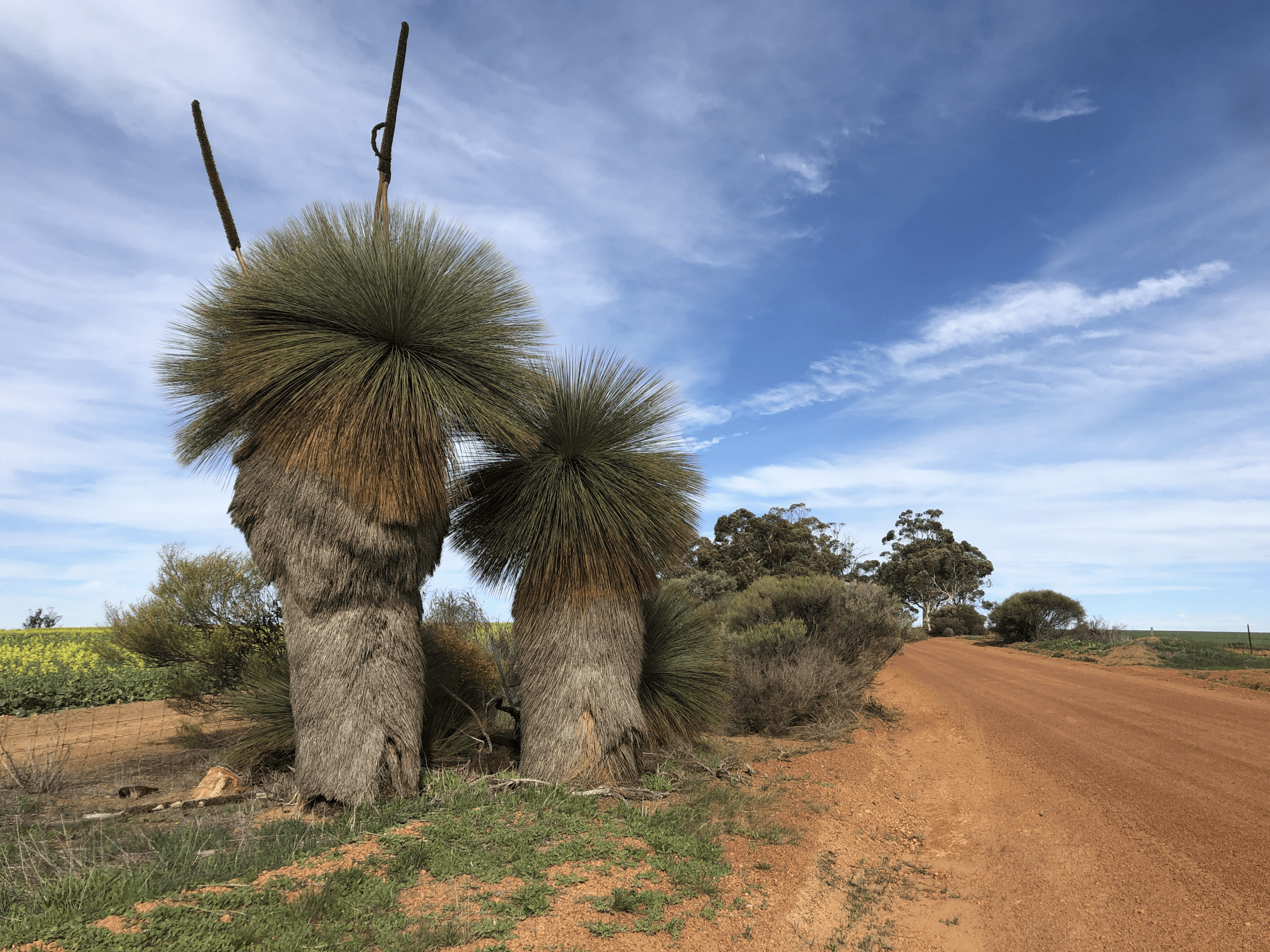 landscape photograph of a blue sky and trees next to a dirt road