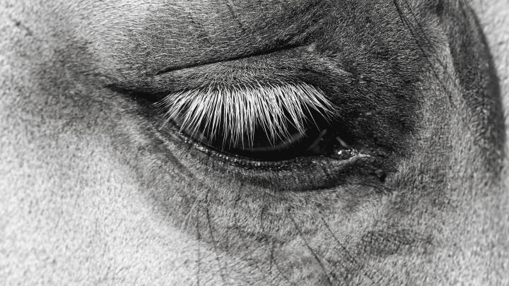 close up photo of an animal's eye