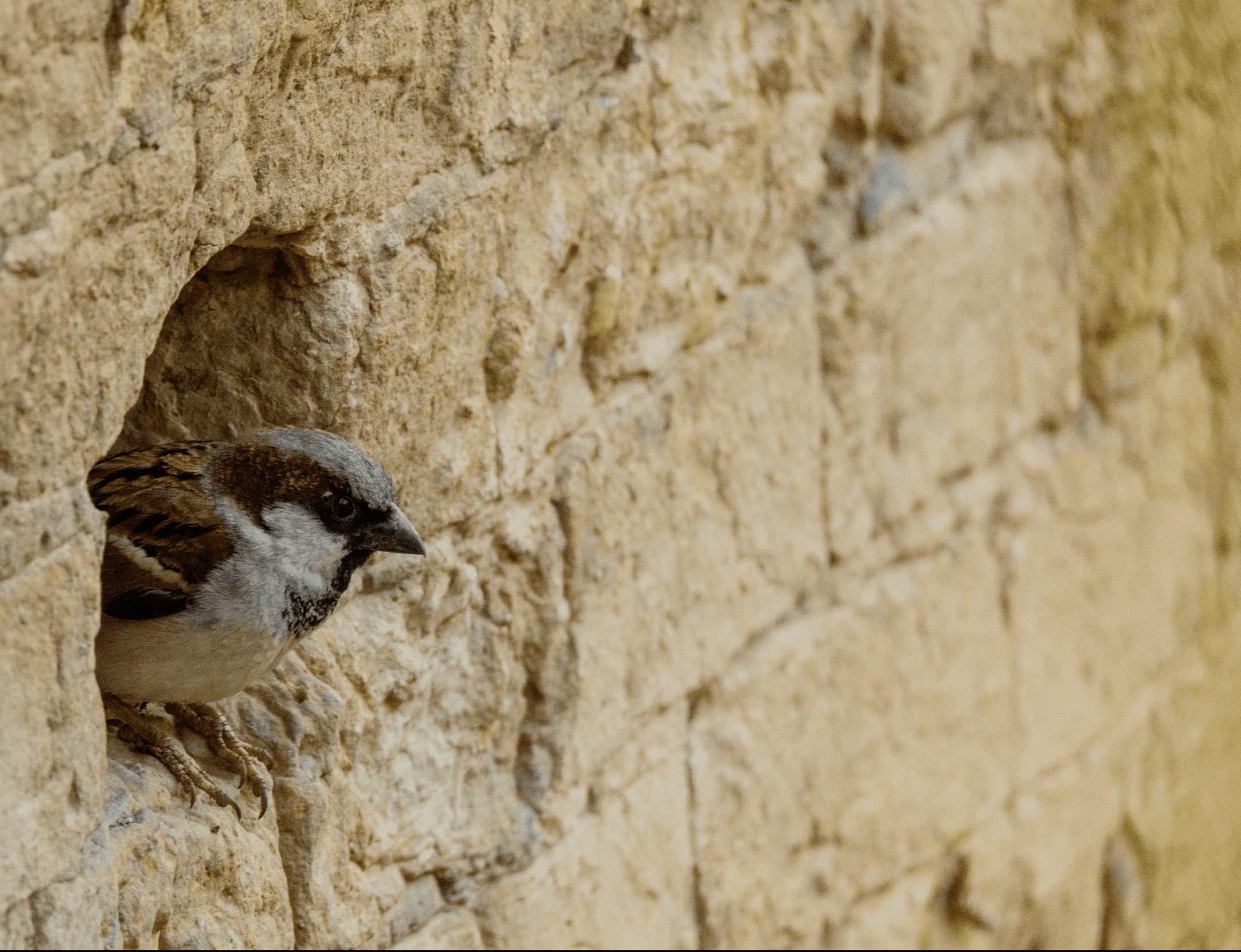 photograph of a brown, white and black bird perched at the opening of nest