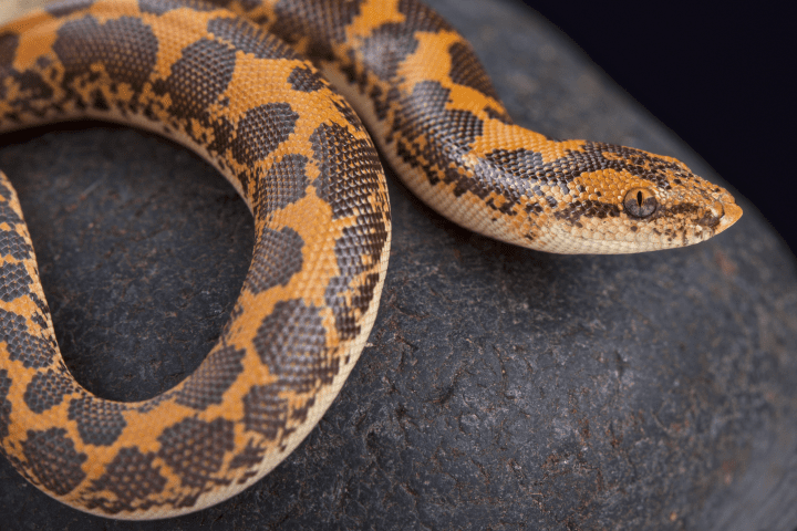 close up photograph of orange and brown snake on a dark grey rock