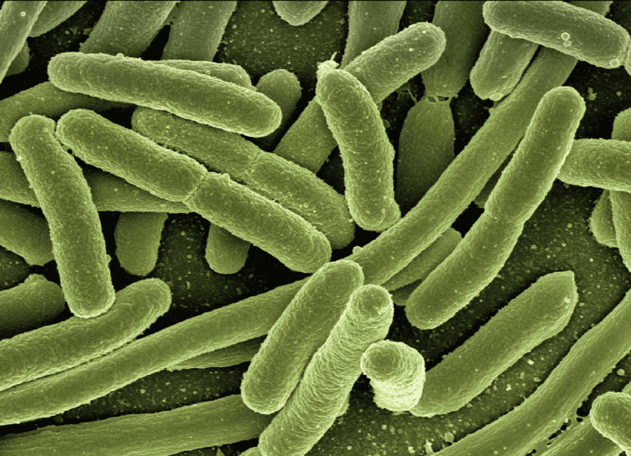 microscopic view of e.coli bacteria