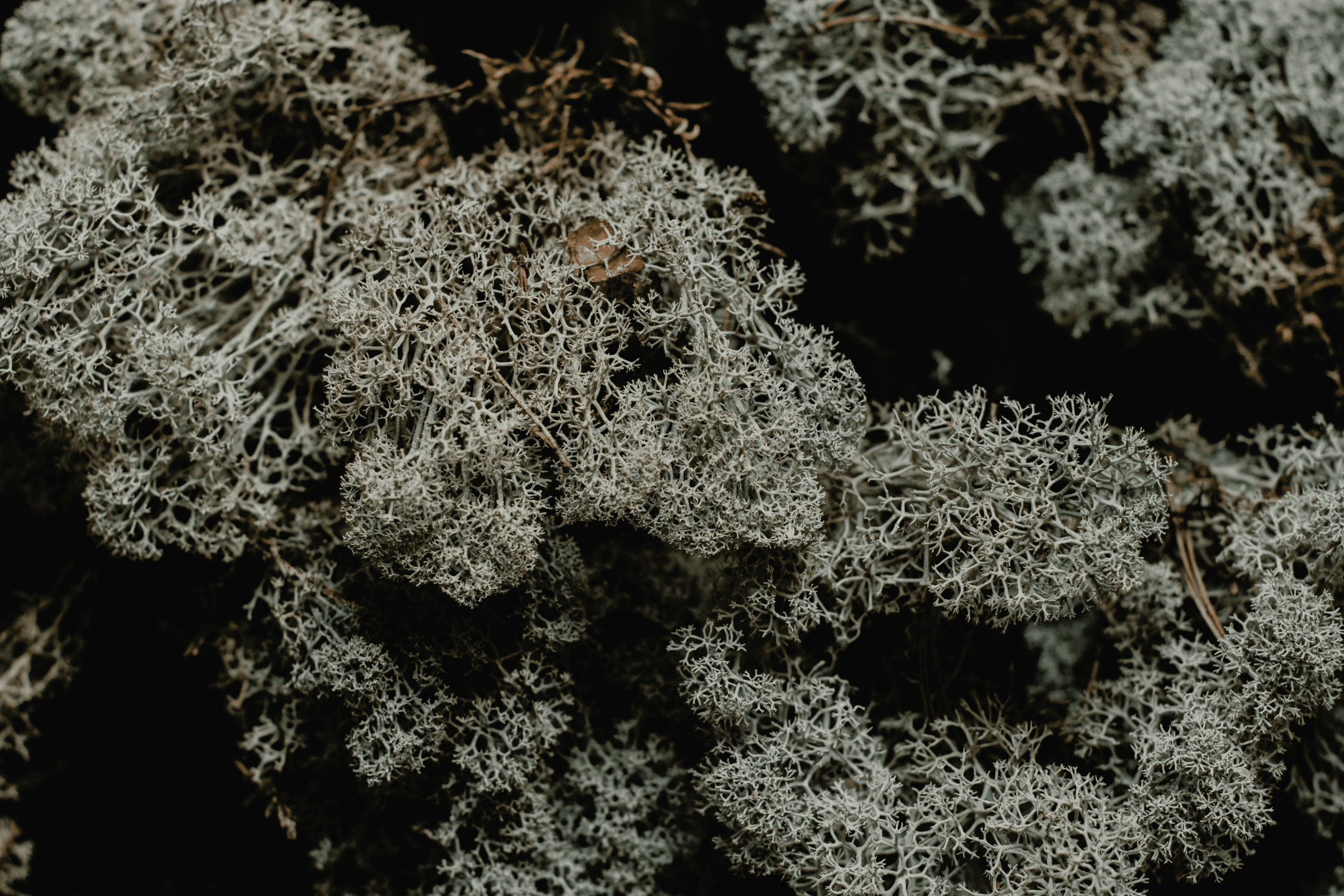 close up of white lichen against a dark background