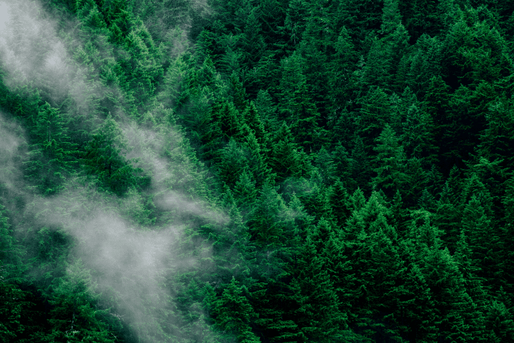 green trees and white clouds on mountain during the day