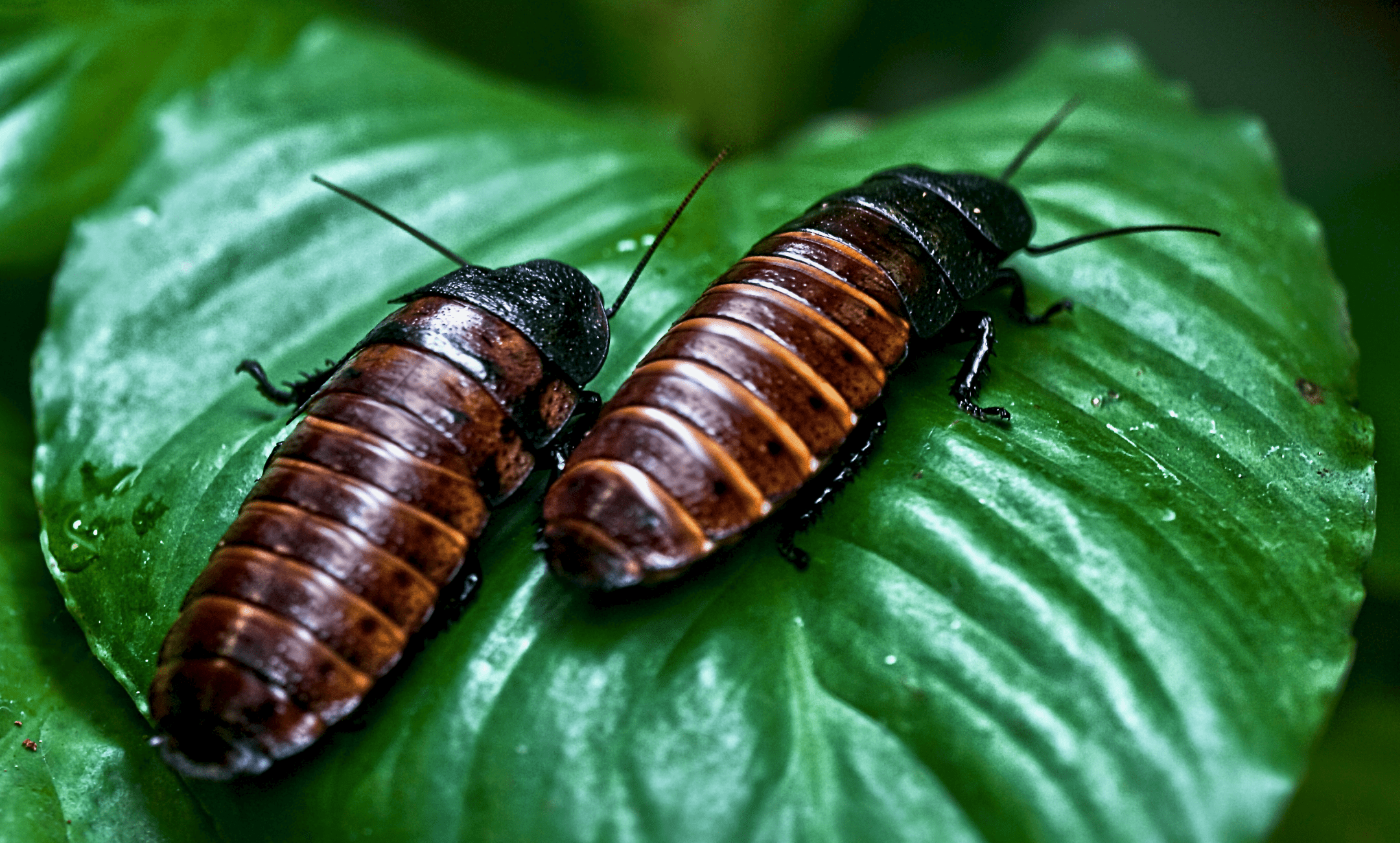 close up photo of two brown and black cockroaches on a green leaf