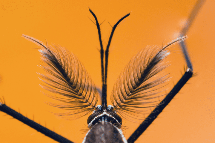 close up photo of brown and white mosquito.