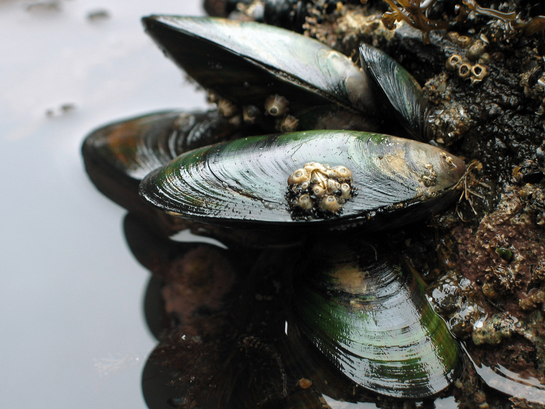 close up photograph of green mussels with white barnacles attached to shell