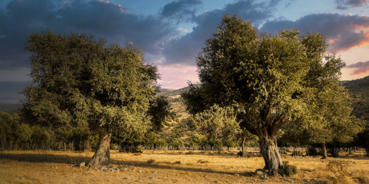 olive trees in a field in front of pink and blue sky