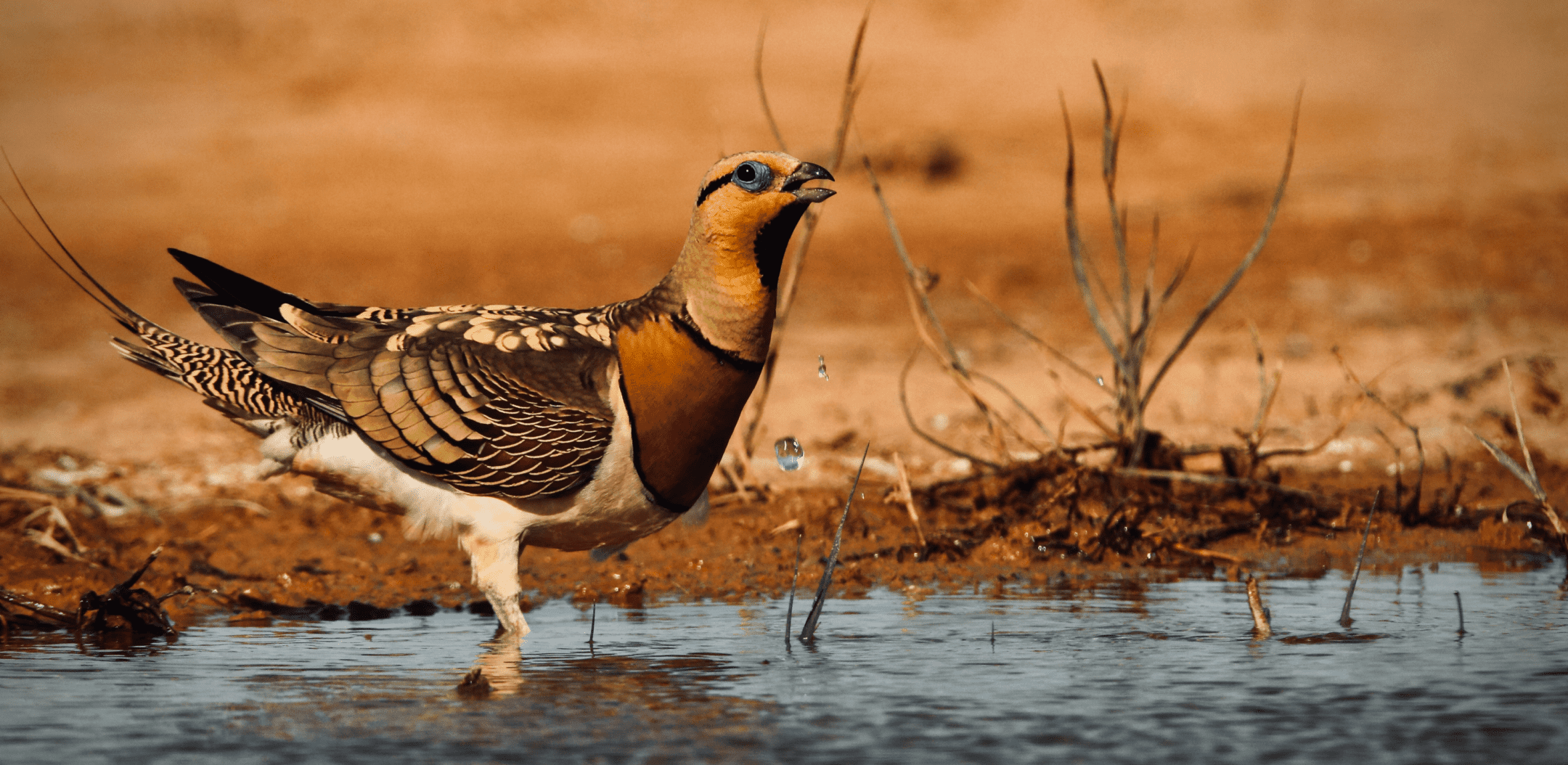 yellow and brown bird in water