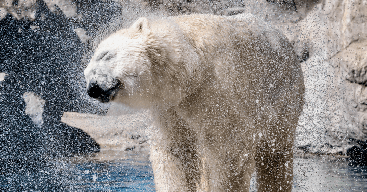 white polar bear standing on brown rock shaking off water