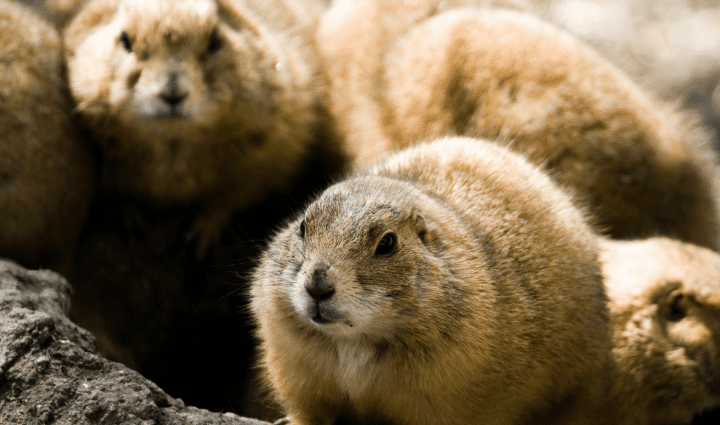 brown rodents near hole in ground