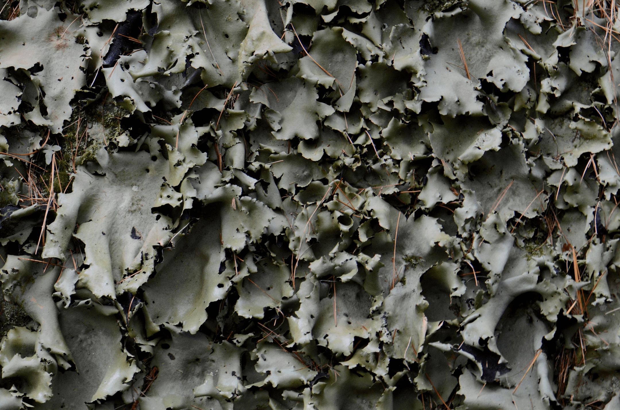 close up photograph of green rock lichen