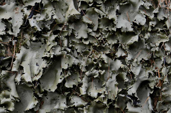 close up photograph of green rock lichen