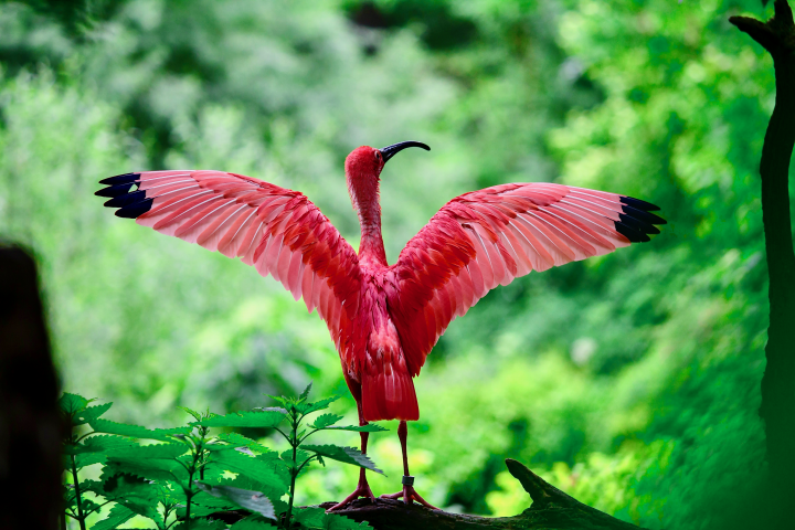 pink bird on tree branch during the daytime