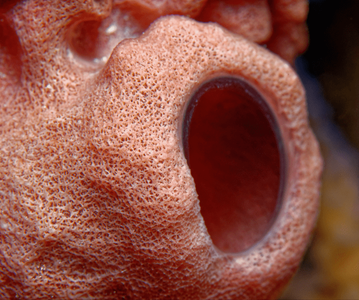close up underwater photograph of red sea sponge