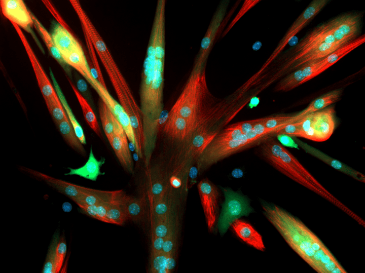 colorful microscopic image of animal muscles