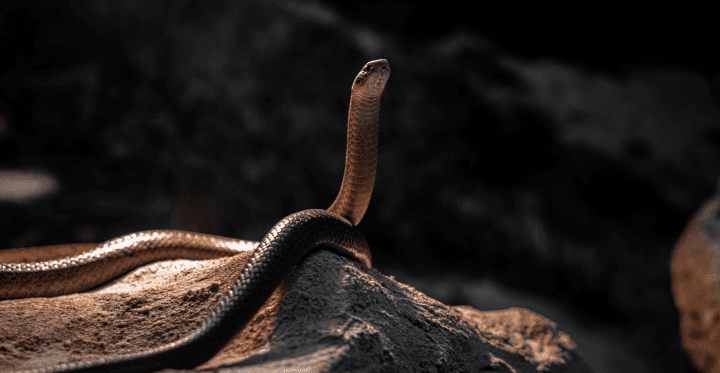 dark brown snake with white belly on a rock
