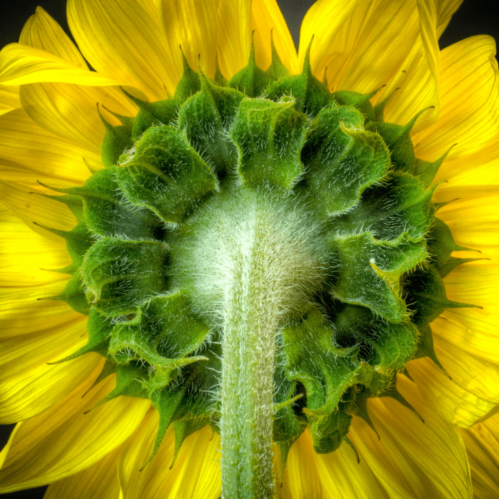 close up photograph of the back of a yellow flower