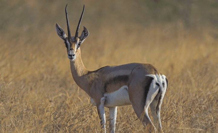 brown and white gazelle with long black horns standing in tan grass