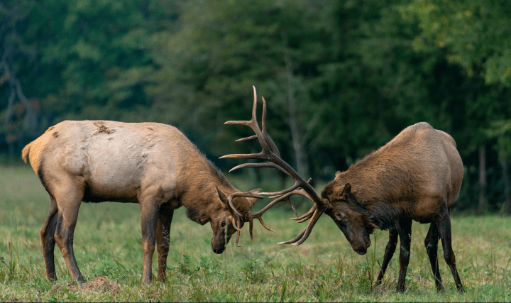 brown elk spar with antlers in grass near a green tree line