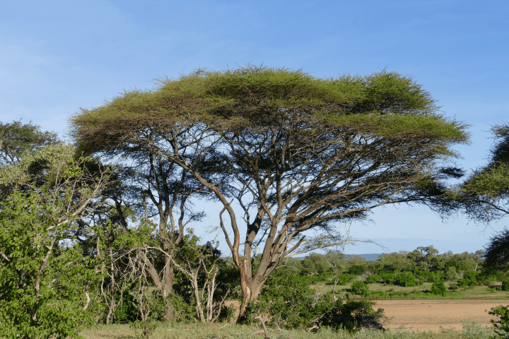 photograph of trees and other plants during the day